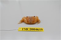 藏品(方形大額蟹)的圖片